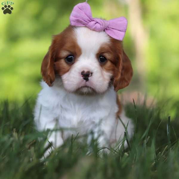 Holly, Cavalier King Charles Spaniel Puppy